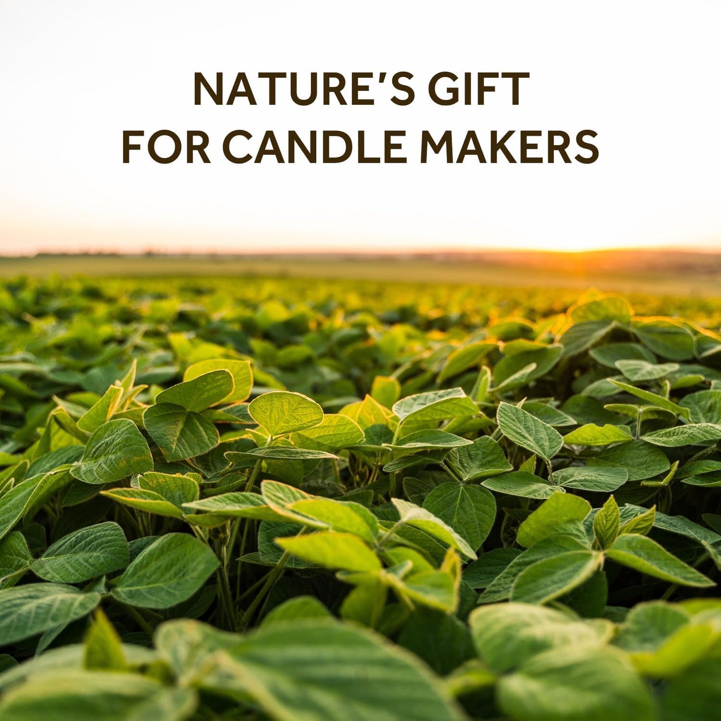 NORVENCE Soy Wax for Candle Making, Natural Soy Wax Flakes 1lb, Premium Candle Wax for DIY Candle Crafting